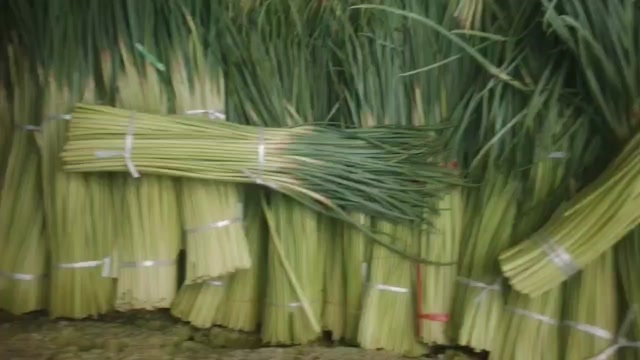 北京红帽蒜苔大量有货