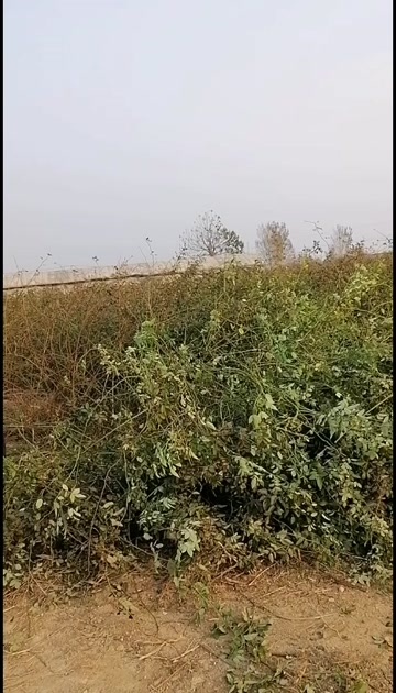 莱州市玫瑰，蔷薇，山归来杯苗
