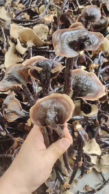 冠县山东聊城冠县产竹灵芝初级农产品