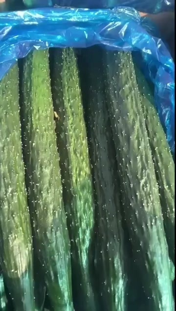 中牟县精品黄瓜品质好，价格不高
