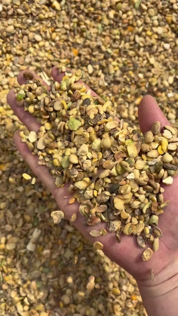 养殖碎大豆高油脂高蛋白 常年现货供应可替代好大豆使用
