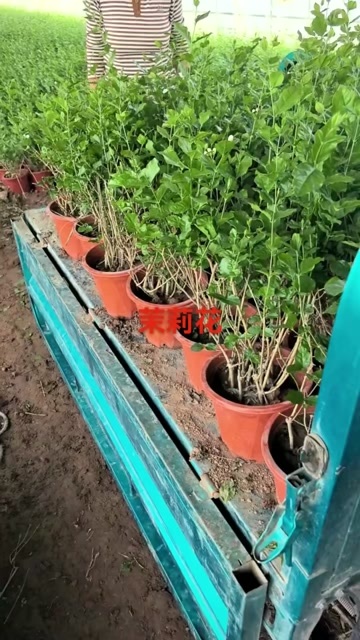 青州市茉莉花，茉莉，茉利花，茉莉花香