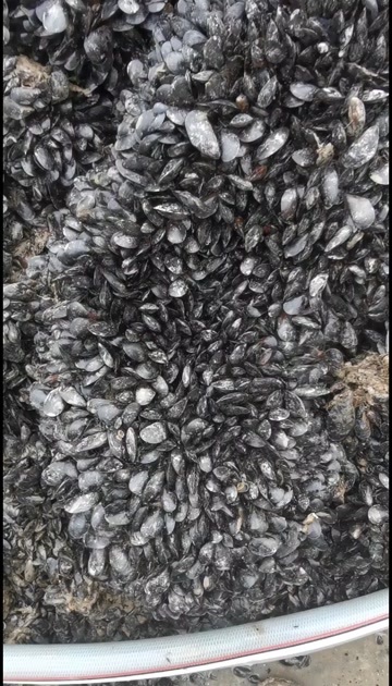 海阳市新鲜海虹 螃蟹饵料 梭子蟹上黄首先选择