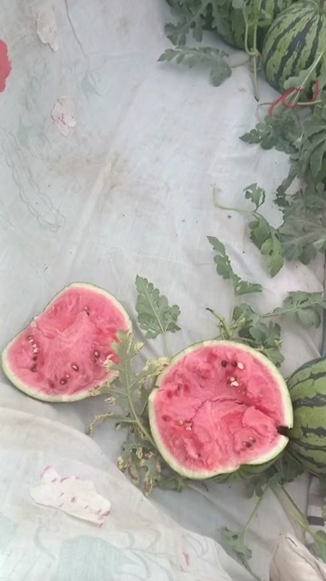 菏泽小薄皮粉红瓤