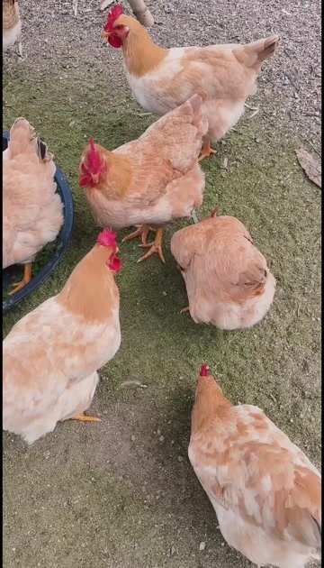 兴业县优质象草土鸡，养足160天，肉质紧实，鸡味浓郁