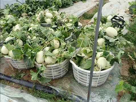 惠安县玉菇甜瓜次瓜