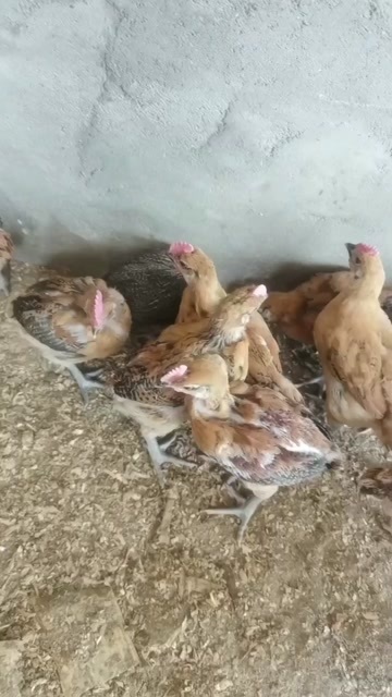 灌阳县脱温鸡 童鸡仔 青脚麻羽鸡仔 鸡苗 一斤半左右