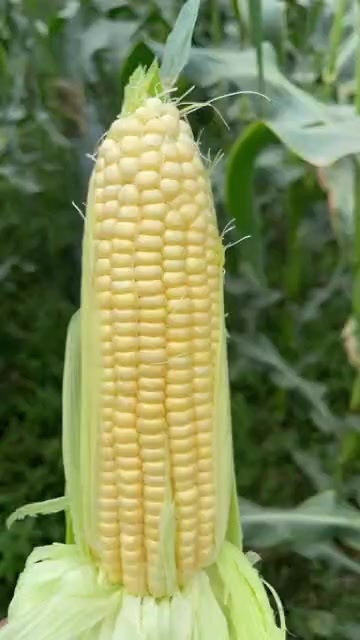 博罗县【甜多汁】当季新鲜水果玉米 一口咬出冰糖味！