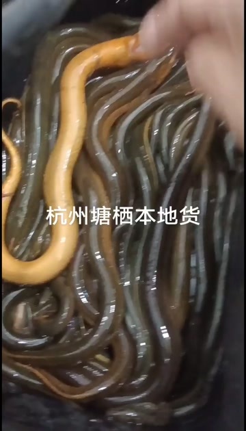 杭州杭州糖稀本地货