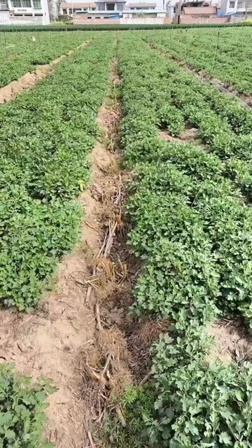 柘城县亳菊花苗，苏北菊花苗