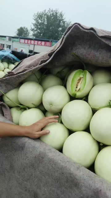 莘县山东聊城莘县新鲜玉菇甜瓜 当日现摘现发 产地直供批发