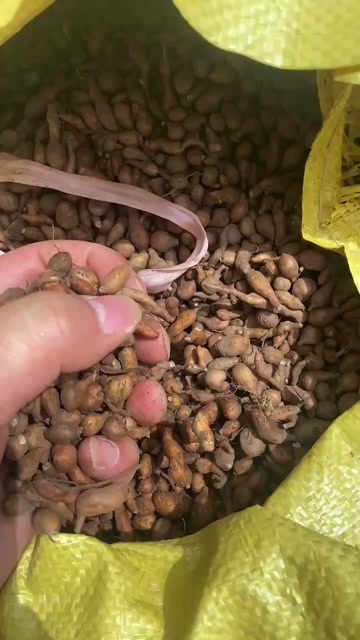 石渠县新鲜蕨麻