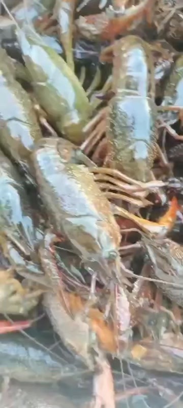 潜江市潜江虾谷小龙虾直发