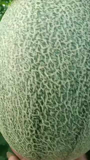 北海网纹瓜