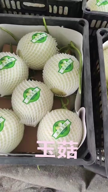 单县山东甜瓜玉菇甜瓜产地直供全国代发