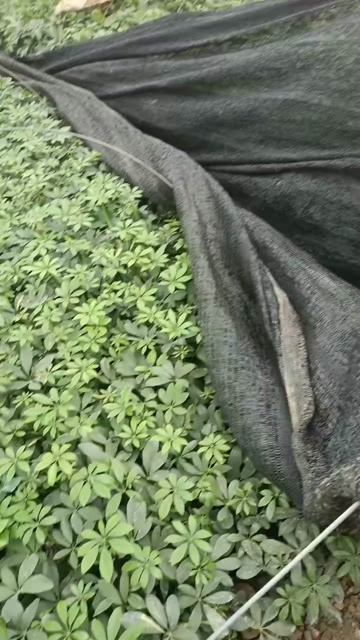 惠州地被植物鸭脚木杯苗