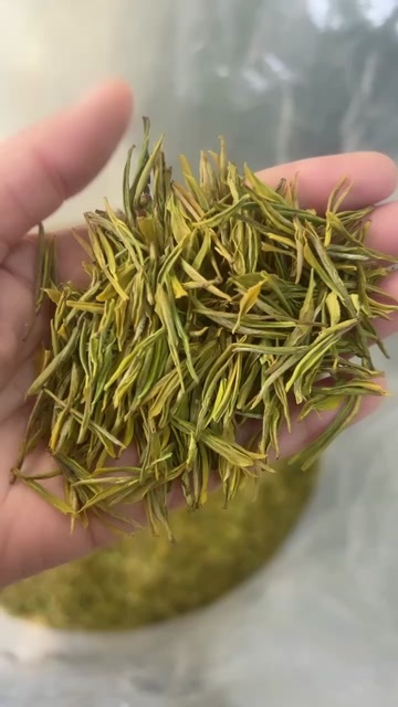 松阳县黄金叶