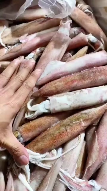 北部湾精品鱿鱼