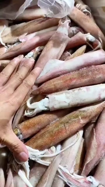 北海北部湾精品鱿鱼