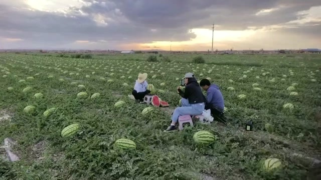 宁夏中卫富硒砂瓜新鲜有籽西瓜产地直发