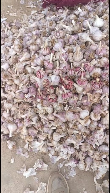 弥渡县紫皮蒜