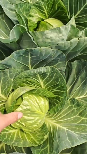 莱西市绿包菜
