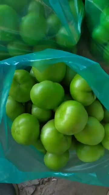 淄博绿番茄