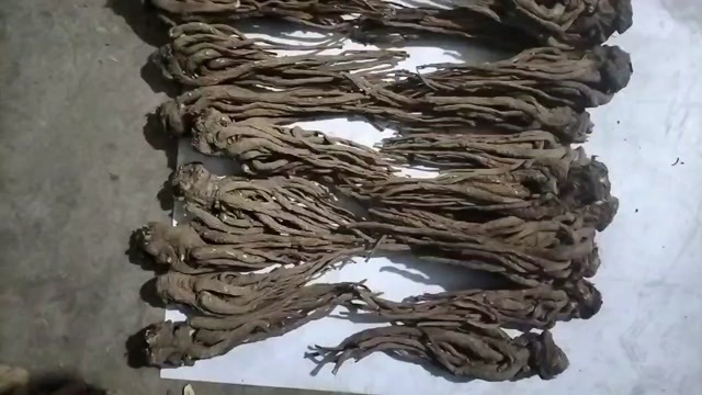 岷县甘肃岷县道地当归中药材批发产地直供品质优选
