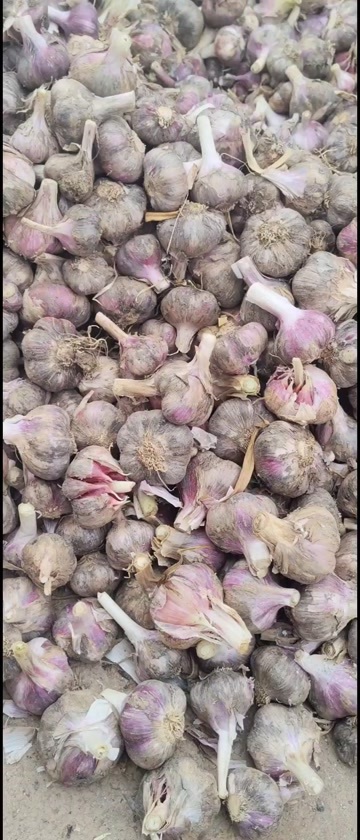 弥渡县大理香蒜红蒜