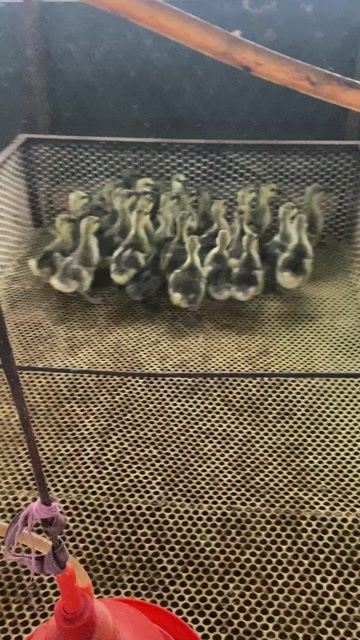 郓城县足足半斤的燕鹅
