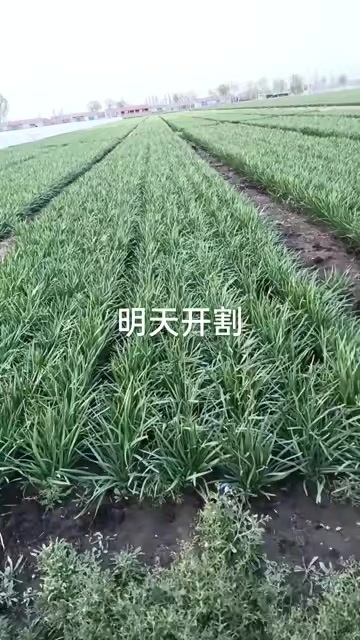 唐山韭菜