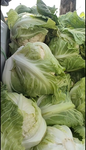 洋县白花菜花