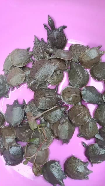 富顺县甲鱼苗，无病无伤，规格匀称