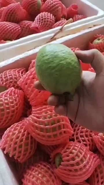 漳州漳州长泰新鲜西瓜红番石榴水果热带特产新鲜健康营养丰富水果