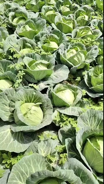 资中县连白菜产地代办大量有货