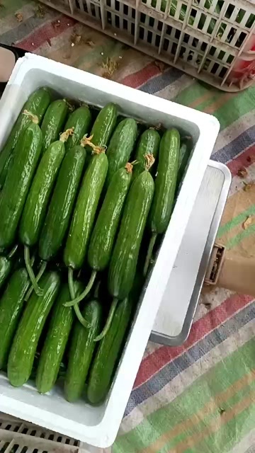 南宁水果黄瓜