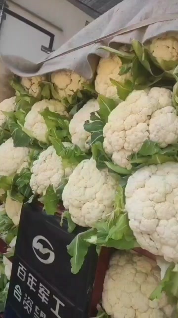 新野县白花菜花