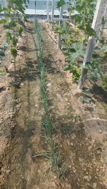 冠县巨盛一号即将大量上市