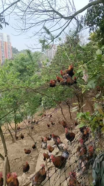 遵义散养土鸡270天肉质紧实味道鲜美可以炒炖卤