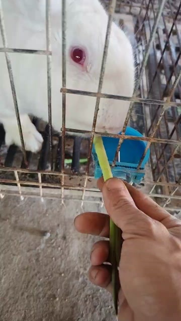 宜春长期出售肉兔，自提。快递不了。兔肉可以邮寄