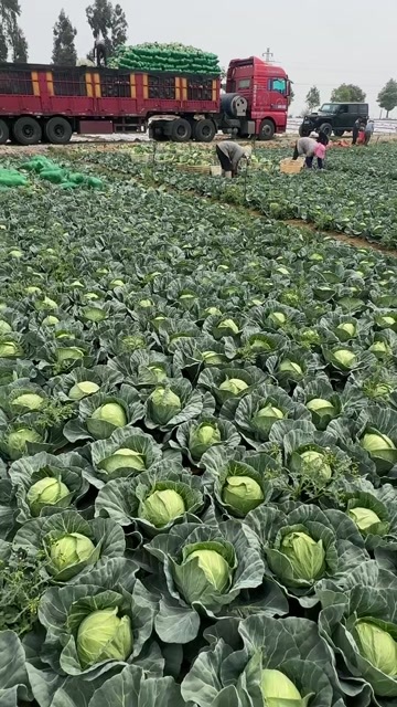 陆良县铁头菜