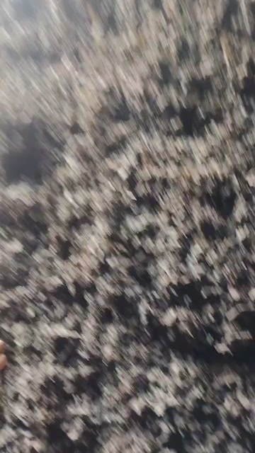 同心县大块免洗地皮菜出来了需要联系