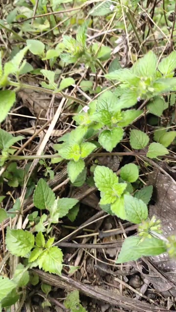 云南货风轮菜又名薄荷鲜货