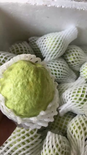 漳州福建漳州奶油芭乐产地直发