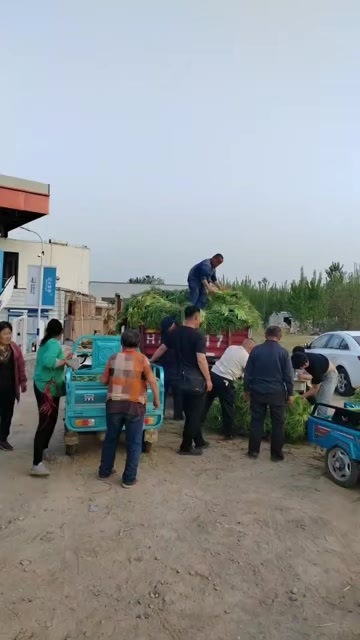 金乡县蒜苔