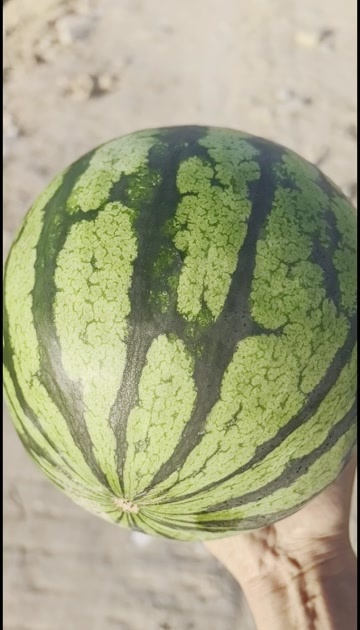 东台市江苏盐城产区红瓤黑籽麒麟瓜开机了 皮薄多汁甜到你的心窝窝