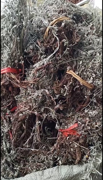 翻白草扎把新货中药批发一手货源量大忧惠