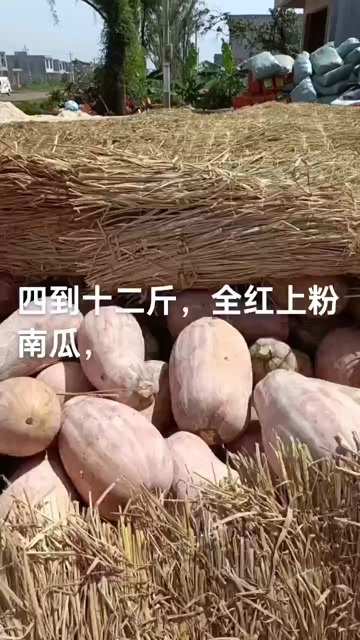 崇左4到12斤的精品大瓜