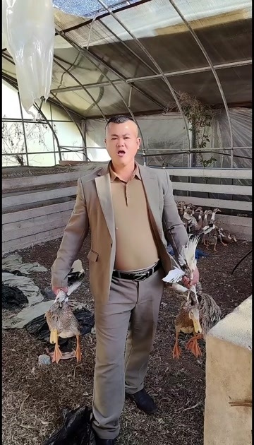 南京下蛋白脖鸭