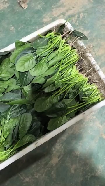 曹县山东菏泽曹县新鲜大叶菠菜 绿色蔬菜批发零售 当日发货